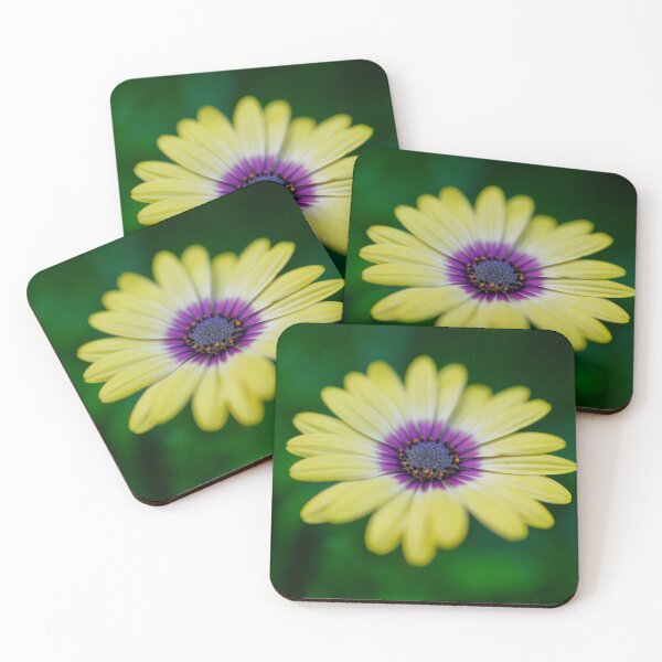 Item preview, Yellow shrubby daisybush flower macro photo designed and sold by hendrikspix.