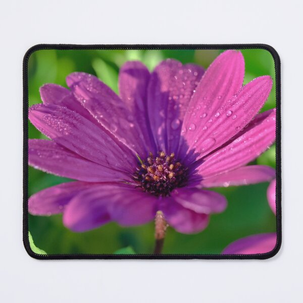 Item preview, Beautiful pink daisy flower on a sunny day designed and sold by hendrikspix.