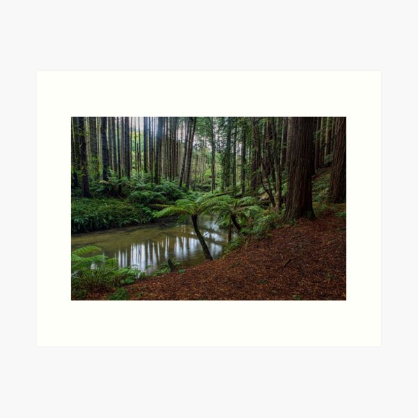 Item preview, Paradise - Otway National Park, Victoria designed and sold by Malcolm Katon.