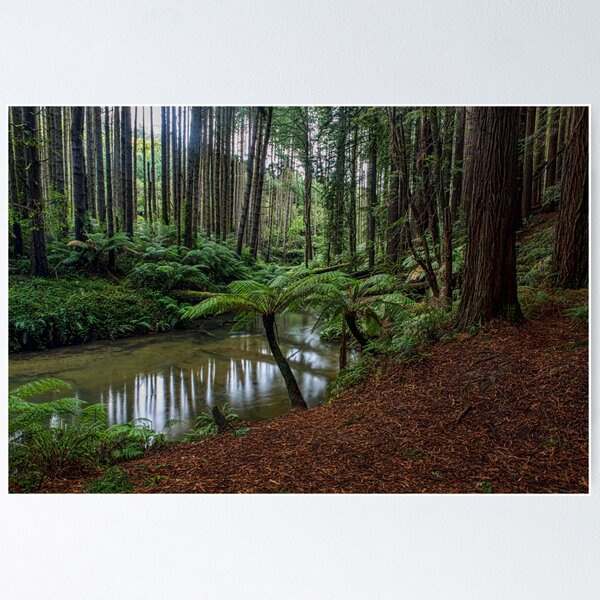 Item preview, Paradise - Otway National Park, Victoria designed and sold by Malcolm Katon.