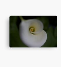 Cala Lily Canvas Print