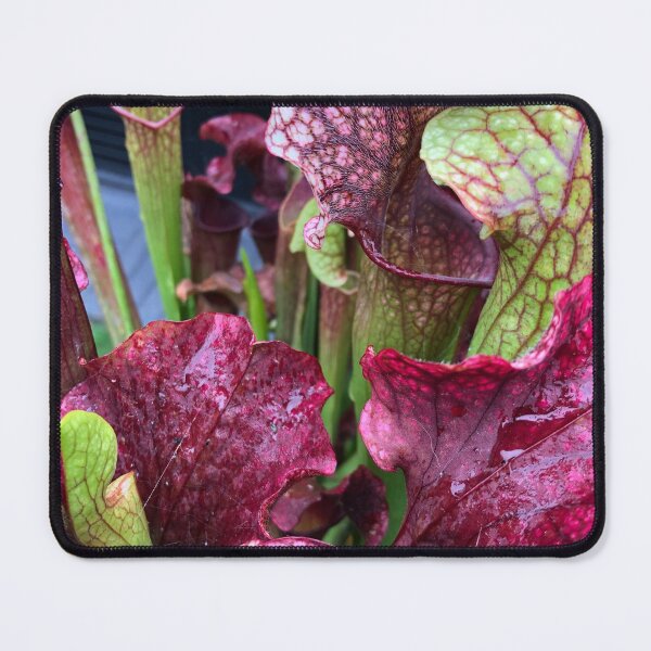 Item preview, sarracenia designed and sold by iconic-arts.