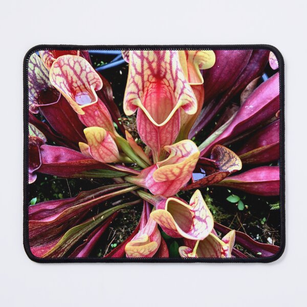 Item preview, sarracenia purpurea designed and sold by iconic-arts.