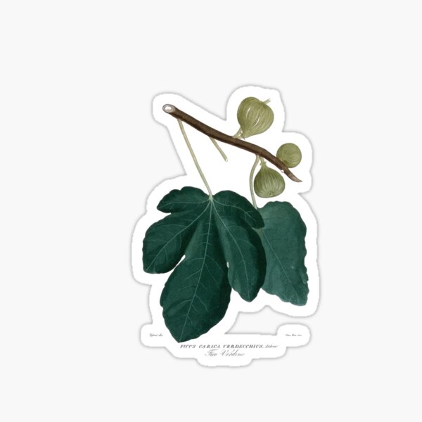 Item preview, Vintage Botanical Fig Plant Illustration designed and sold by Naturalist Prints.