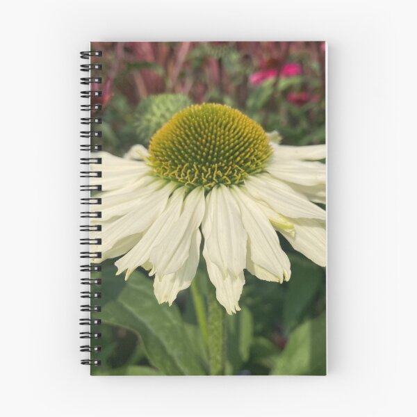 Item preview, Cream Echinacea Flower Photography designed and sold by OByD.
