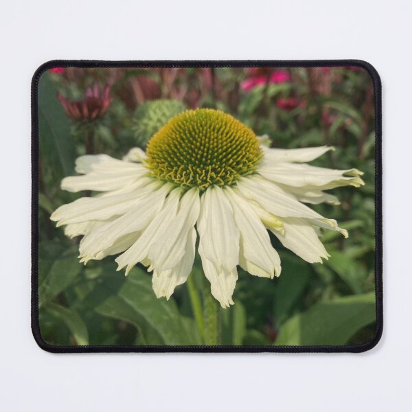Item preview, Cream Echinacea Flower Photography designed and sold by OByD.