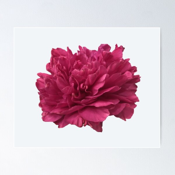Item preview, Hot Pink Peony Close-up designed and sold by InalterataArt.