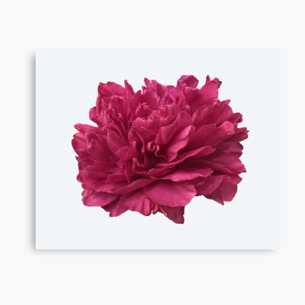 Item preview, Hot Pink Peony Close-up designed and sold by InalterataArt.
