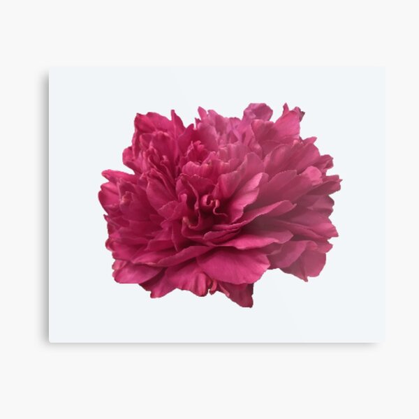 Item preview, Hot Pink Peony Close-up designed and sold by InalterataArt.