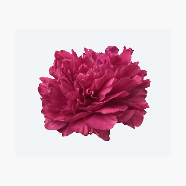Item preview, Hot Pink Peony Close-up designed and sold by InalterataArt.
