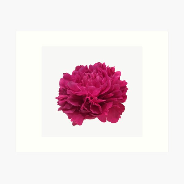 Item preview, Hot Pink Peony Close-up designed and sold by InalterataArt.