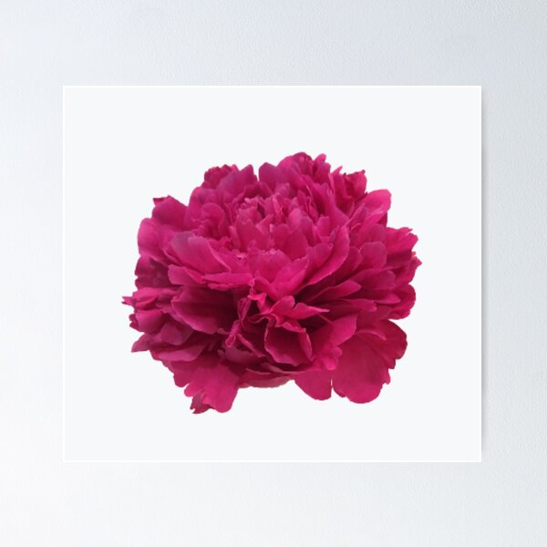 Item preview, Hot Pink Peony Close-up designed and sold by InalterataArt.