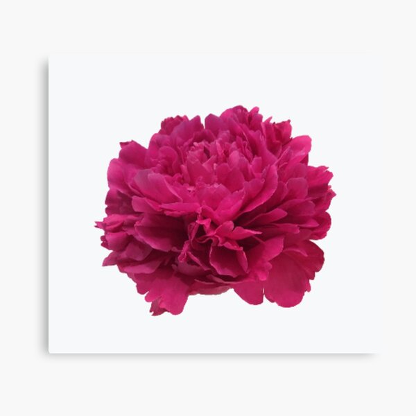 Item preview, Hot Pink Peony Close-up designed and sold by InalterataArt.