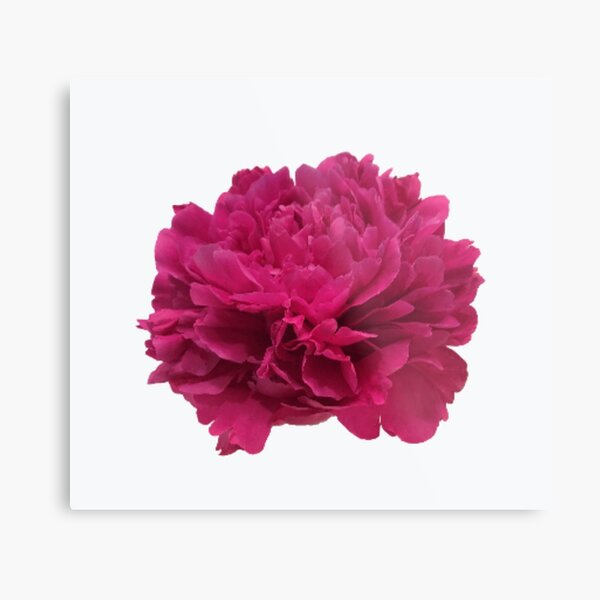 Item preview, Hot Pink Peony Close-up designed and sold by InalterataArt.