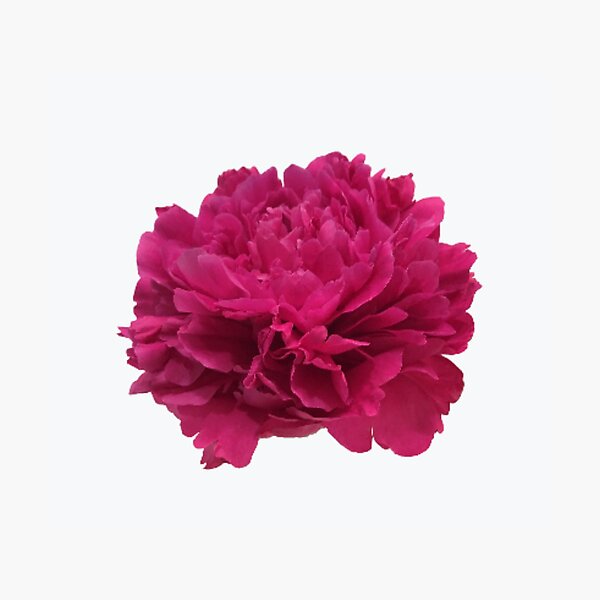 Item preview, Hot Pink Peony Close-up designed and sold by InalterataArt.