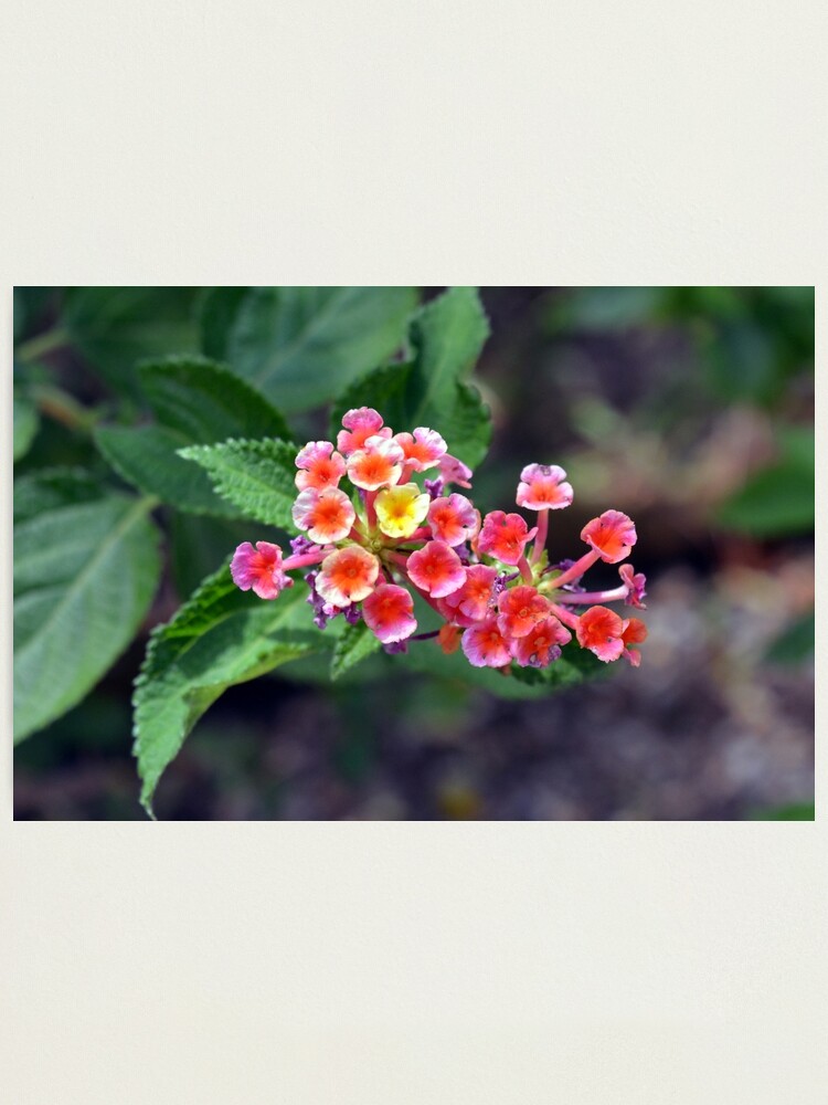 Lámina fotográfica «Pequeñas flores delicadas, fondo natural» de  oanaunciuleanu | Redbubble