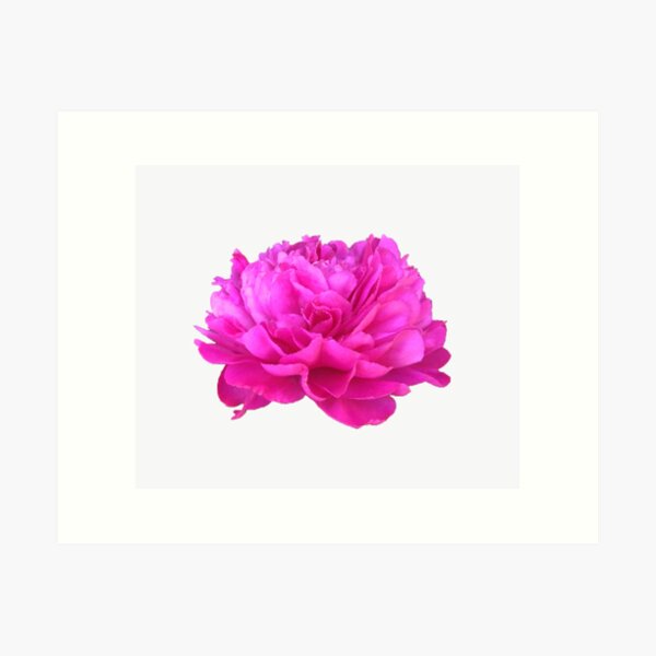 Item preview, Bright Pink Peony Close-up designed and sold by InalterataArt.