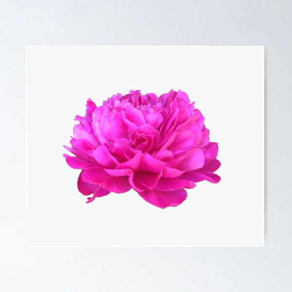 Item preview, Bright Pink Peony Close-up designed and sold by InalterataArt.