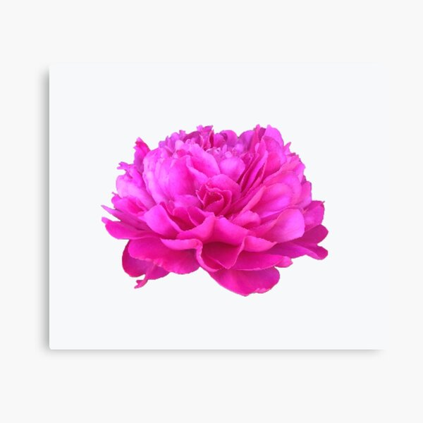 Item preview, Bright Pink Peony Close-up designed and sold by InalterataArt.