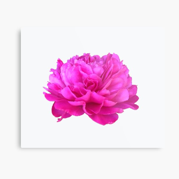 Item preview, Bright Pink Peony Close-up designed and sold by InalterataArt.