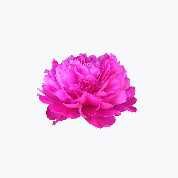 Item preview, Bright Pink Peony Close-up designed and sold by InalterataArt.