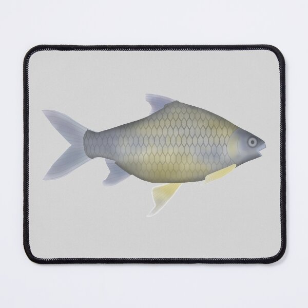 Item preview, Golden Belly Barb designed and sold by fishfolkart.