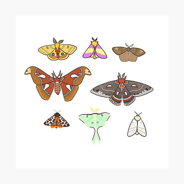 Moths Photographic Print