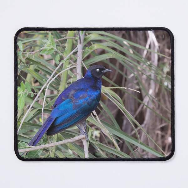 Item preview, Burchell's Starling (Lamprotornis australis) designed and sold by Yair Karelic.