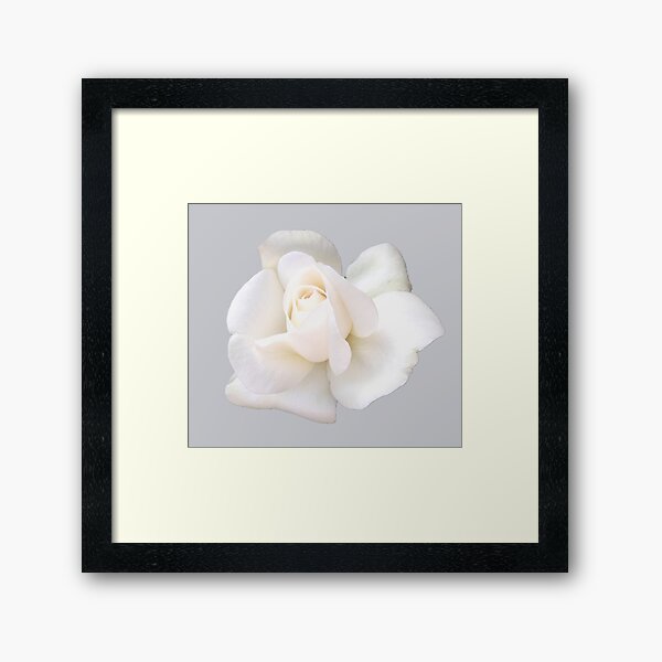 Item preview, White Sugar Moon Rose Close-up on Sophisticated Gray designed and sold by InalterataArt.
