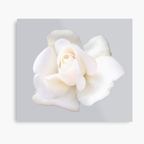 Item preview, White Sugar Moon Rose Close-up on Sophisticated Gray designed and sold by InalterataArt.