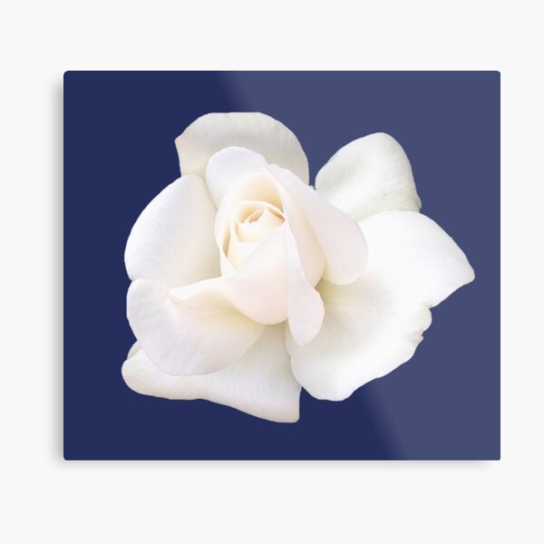 Item preview, White Sugar Moon Rose Close-up on Elegant Navy  designed and sold by InalterataArt.