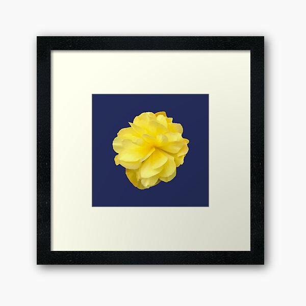 Item preview, Yellow Double Begonia Bloom on Navy Blue  designed and sold by InalterataArt.