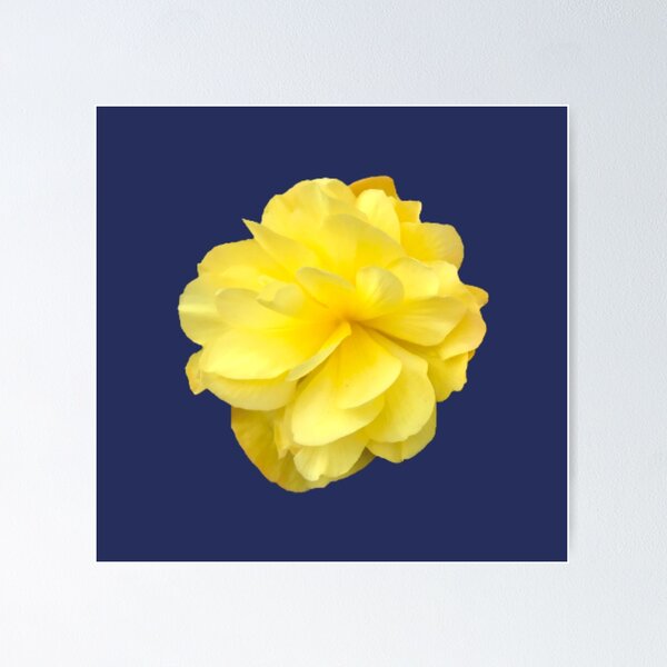 Item preview, Yellow Double Begonia Bloom on Navy Blue  designed and sold by InalterataArt.