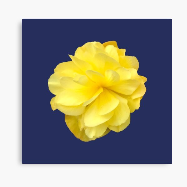 Item preview, Yellow Double Begonia Bloom on Navy Blue  designed and sold by InalterataArt.