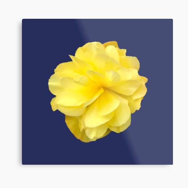 Item preview, Yellow Double Begonia Bloom on Navy Blue  designed and sold by InalterataArt.