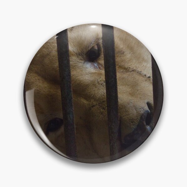 Item preview, Sad Zoo Lion designed and sold by matschesphoto.