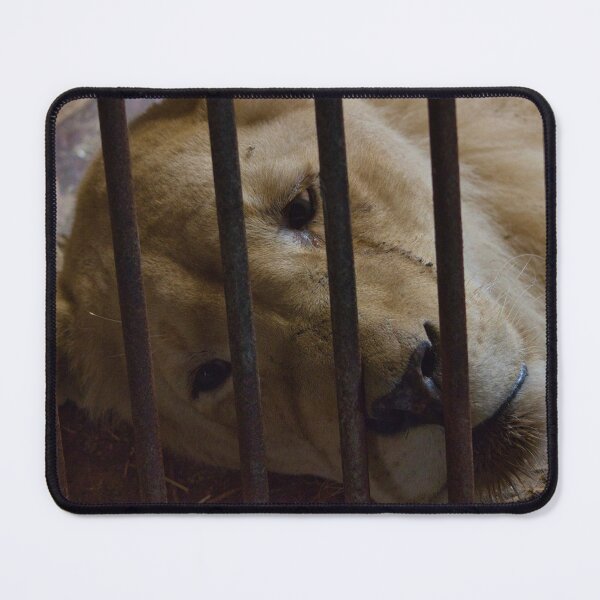 Item preview, Sad Zoo Lion designed and sold by matschesphoto.