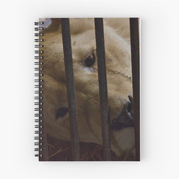Item preview, Sad Zoo Lion designed and sold by matschesphoto.