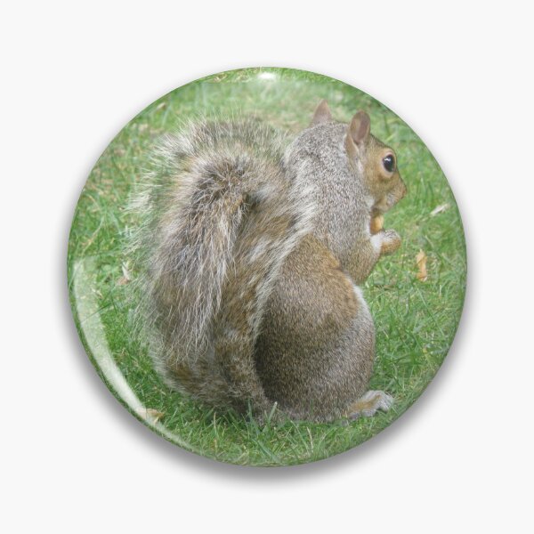 Item preview, Hungry Grey Squirrel Shows its Tail Photograph designed and sold by naturegallery.