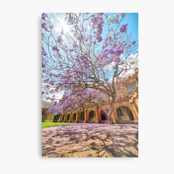 Jacaranda at the University of Sydney Quadrangle (Vertical) Metal Print