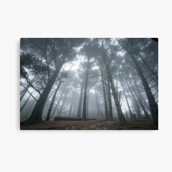 A Walk in the Woods Canvas Print