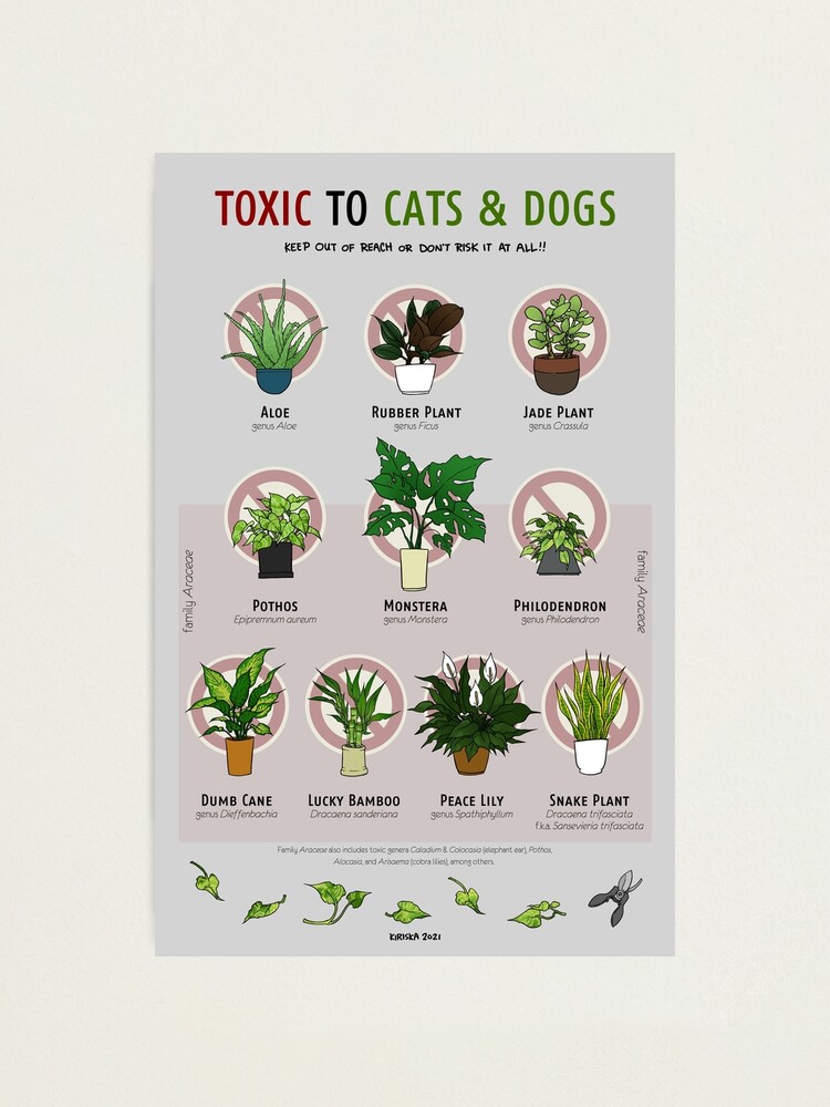 Plants Toxic to Cats & Dogs | Greeting Card