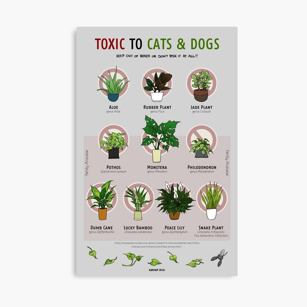 Plants Toxic to Cats & Dogs | Greeting Card
