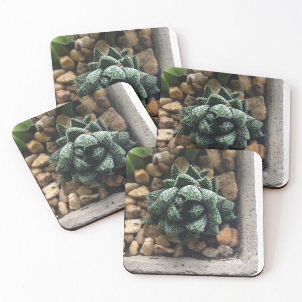 Item preview, Haworthia Succulent Photograph designed and sold by Hazel Hall.
