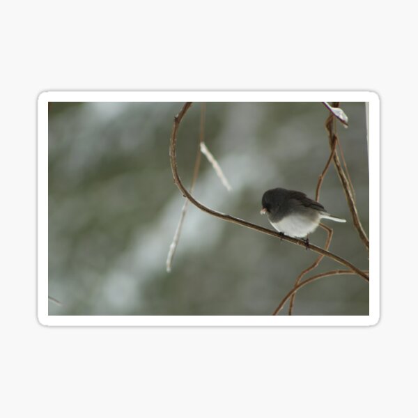 Beautiful Junco on Branch Sticker