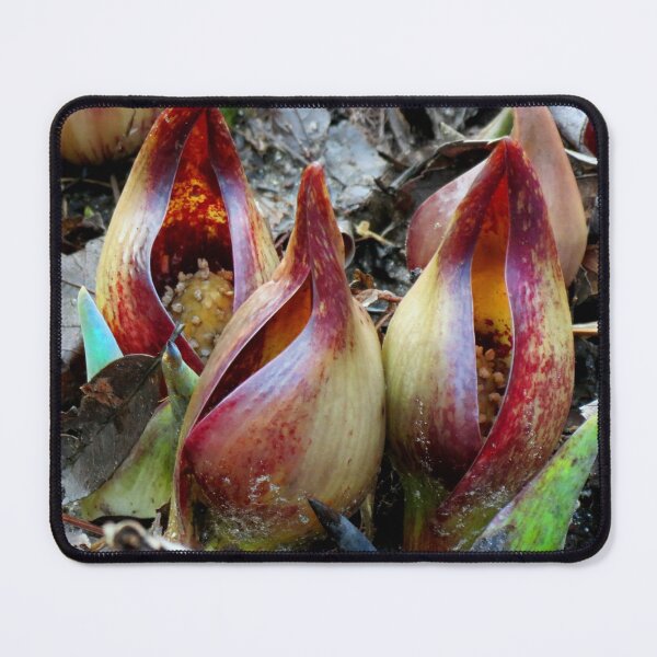 Aperçu de l'œuvre Chou de la mouffette - Spathe avec Spadix créée et vendue par Jean Gregory Evans.