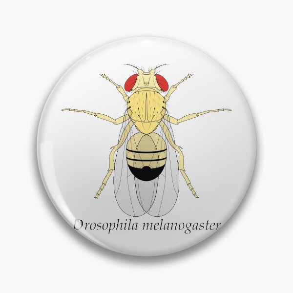 Item preview, Drosophila melanogaster designed and sold by frederer.