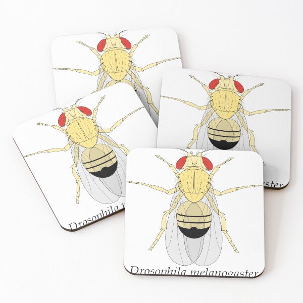 Item preview, Drosophila melanogaster designed and sold by frederer.