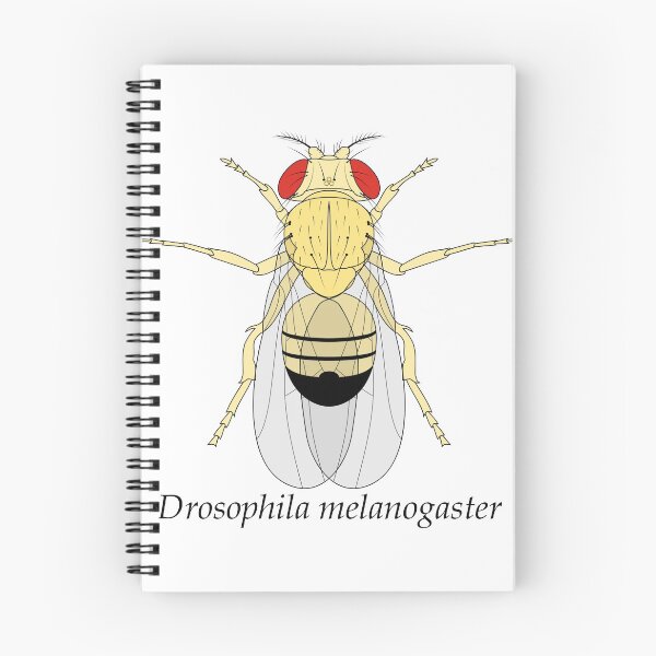 Item preview, Drosophila melanogaster designed and sold by frederer.