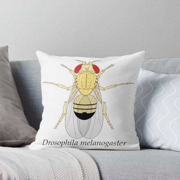 Item preview, Drosophila melanogaster designed and sold by frederer.